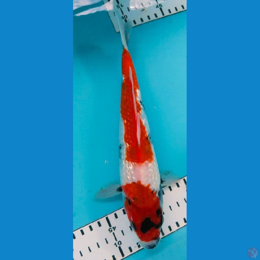 showa ginrin 27cm