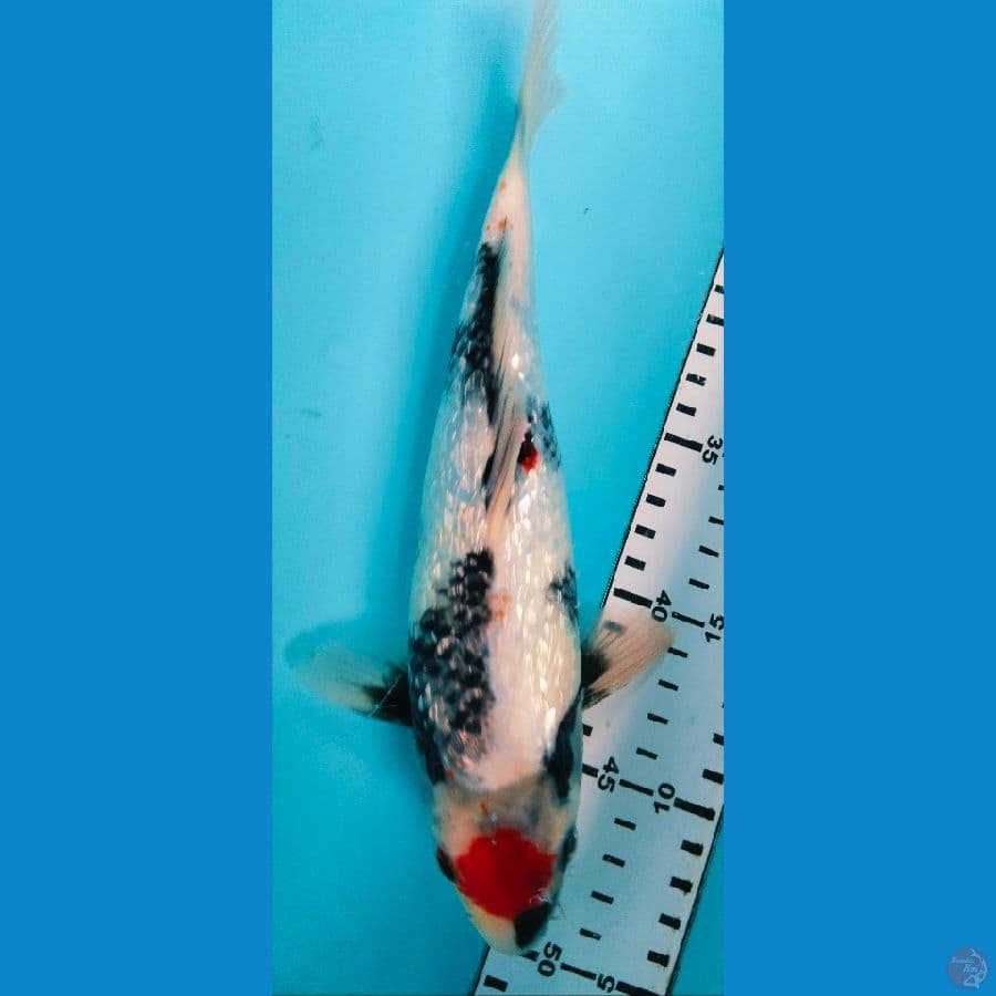 tancho showa 27cm