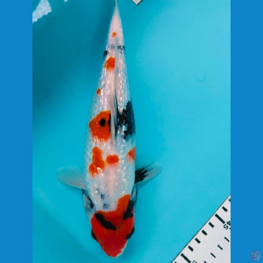 showa ginrin 28cm