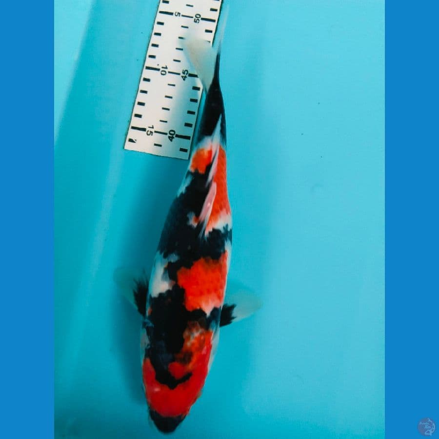 showa 29cm