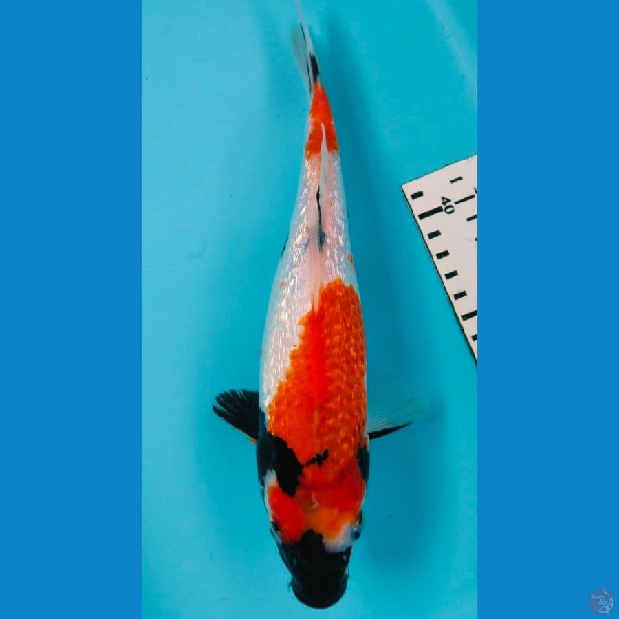 showa ginrin 25cm