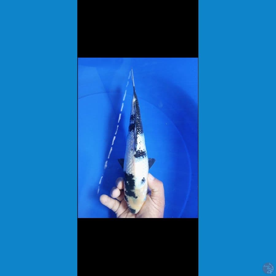 siro gondrin 30 cm