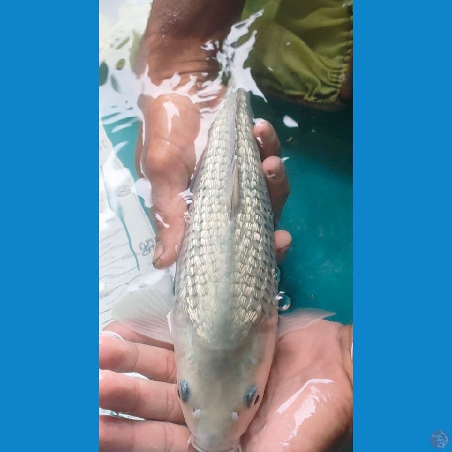 soragoi ginrin punuk 30cm