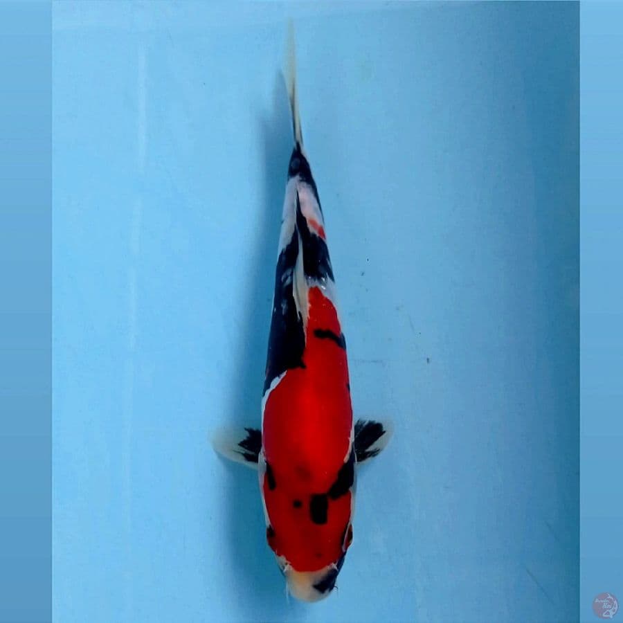 showa doitsu, 18 cm