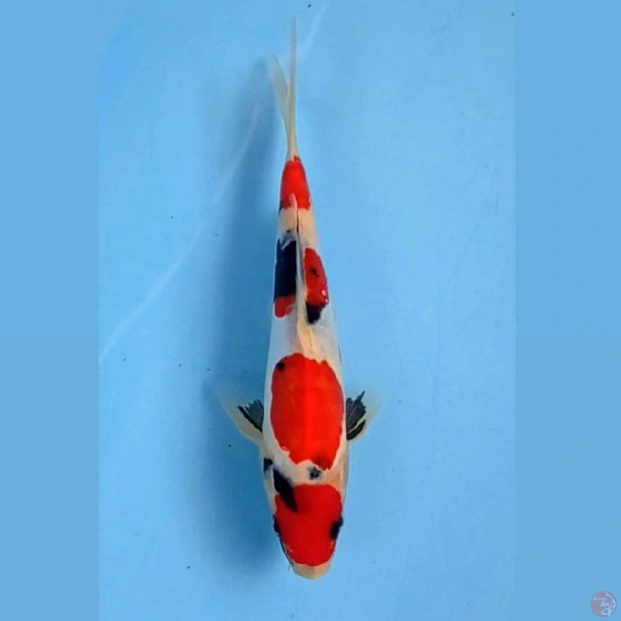 maruten showa doitsu, 20 cm