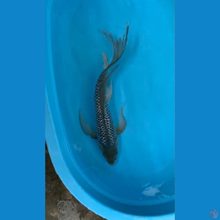 kumpay soragoi ginrin 48cm male