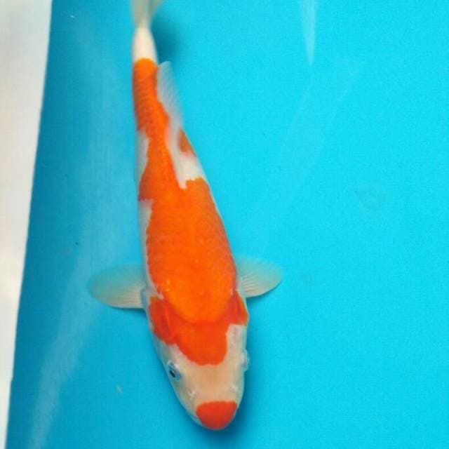 KOHAKU BORDAN KUCIBENI