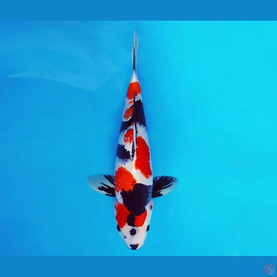 SAMOSA 2 ~ Showa Evolution 37 cm/male™