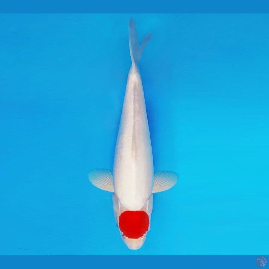 SAMOSA 5 ~ Tancho 32 cm/fm ™