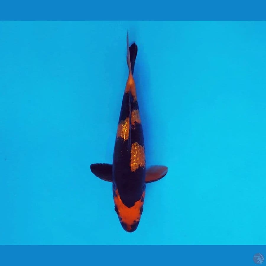 SAMOSA 7 ~ Hi Utsuri Gin Rin 14 cm/fm ™
