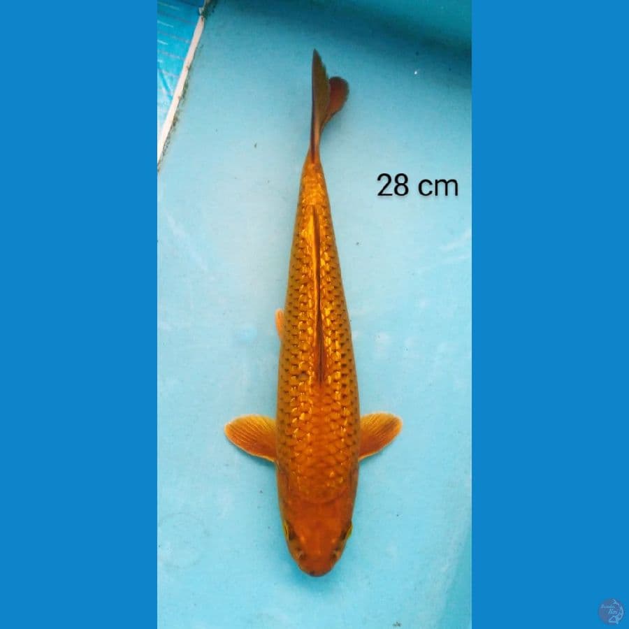 chagoi ginrin punuk 28 cm