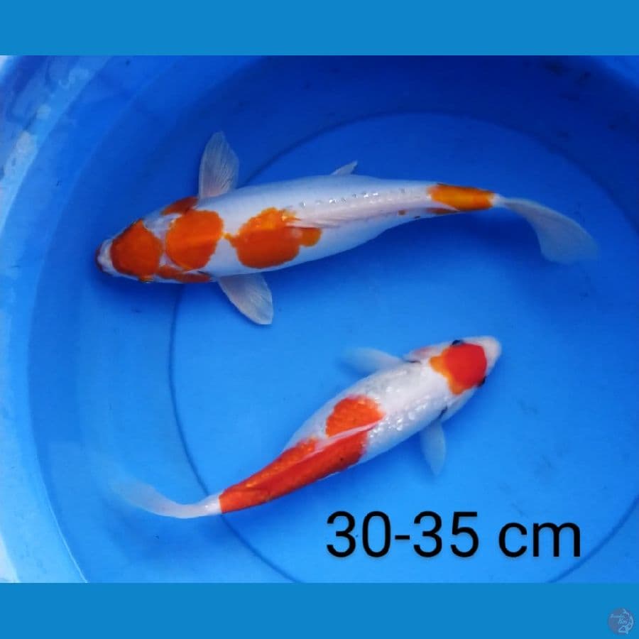 kohaku 30-35 cm