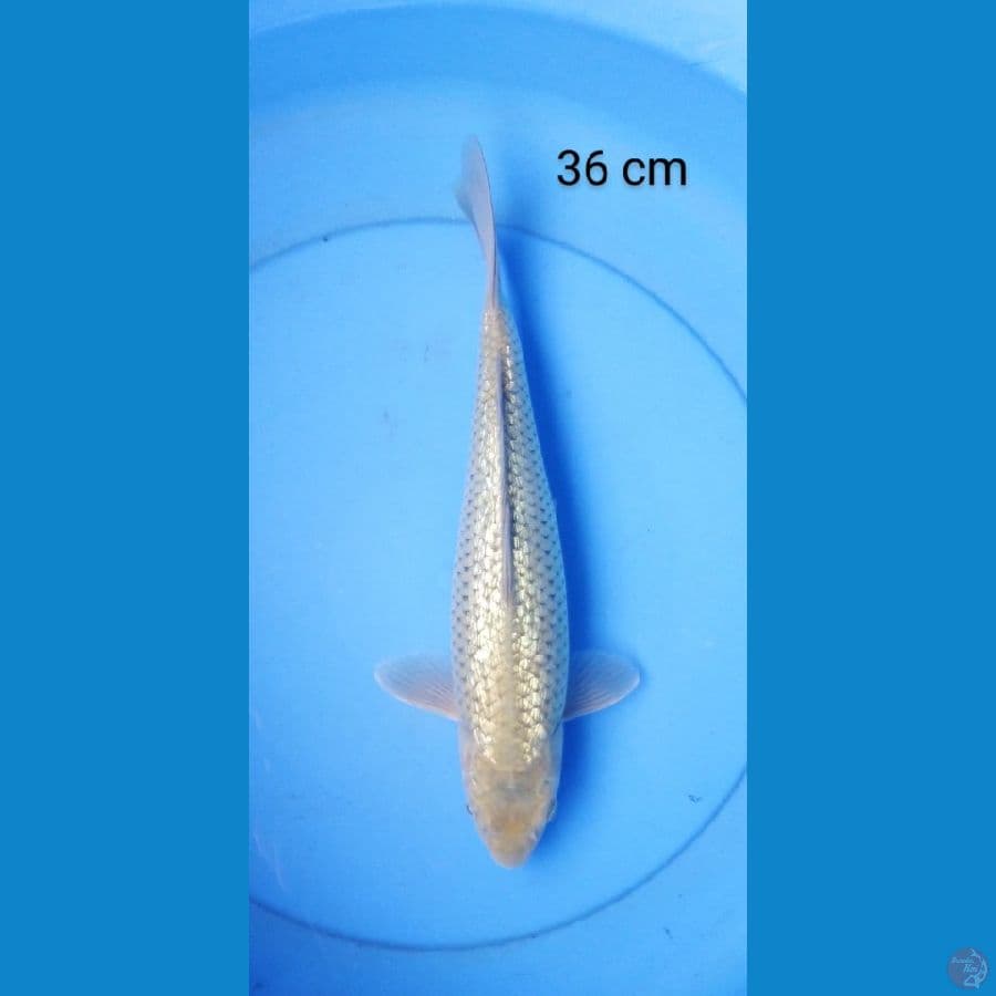 soragoi punuk 36 cm