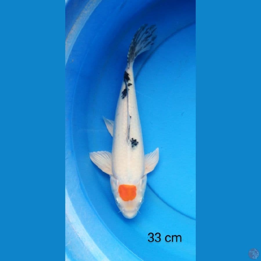 tancho sanke ori 32 cm