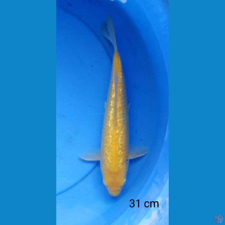 karashi ginrin 31 cm