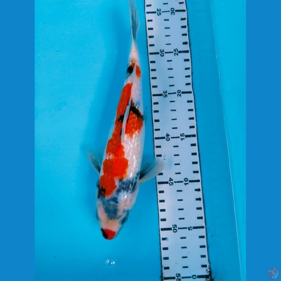 showa 25cm