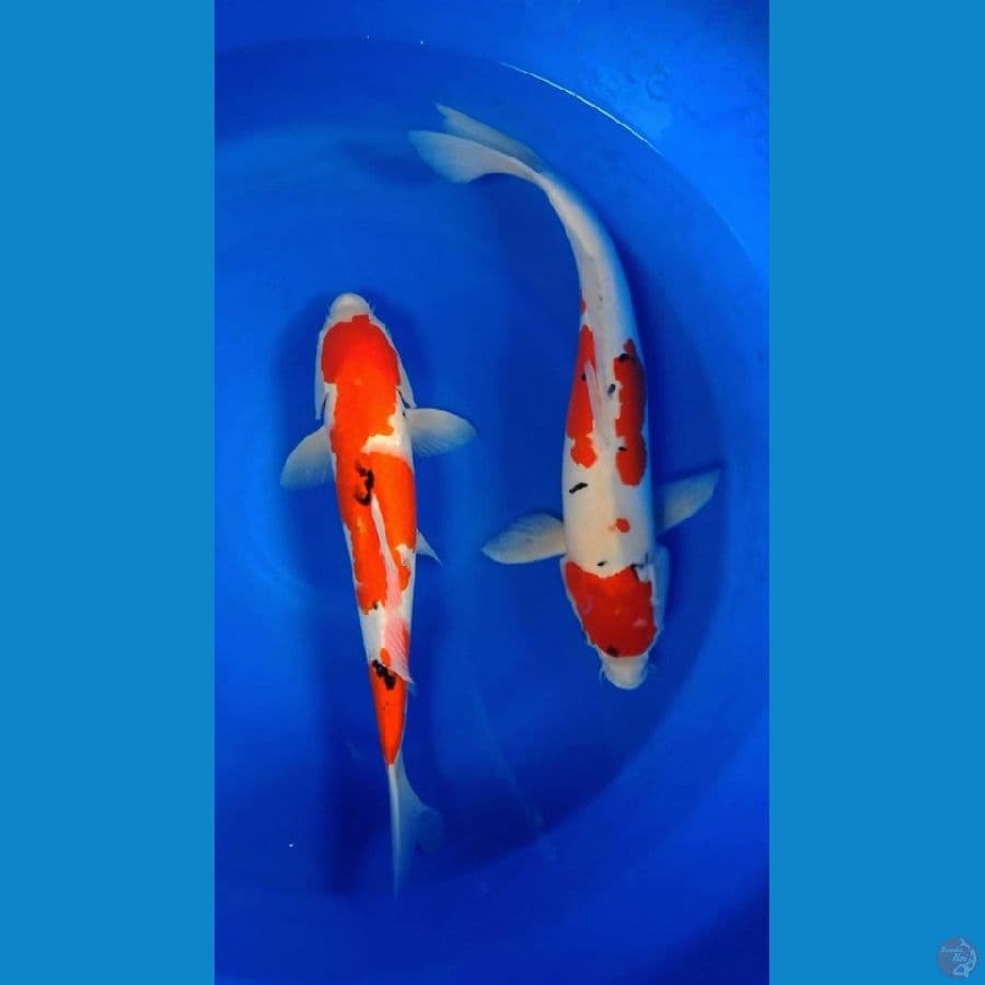 sanke 45-52cm