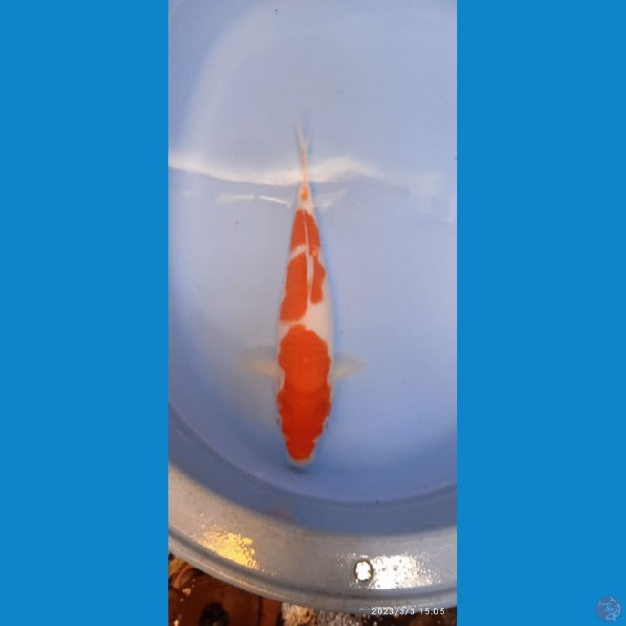 KOHAKU 30cm