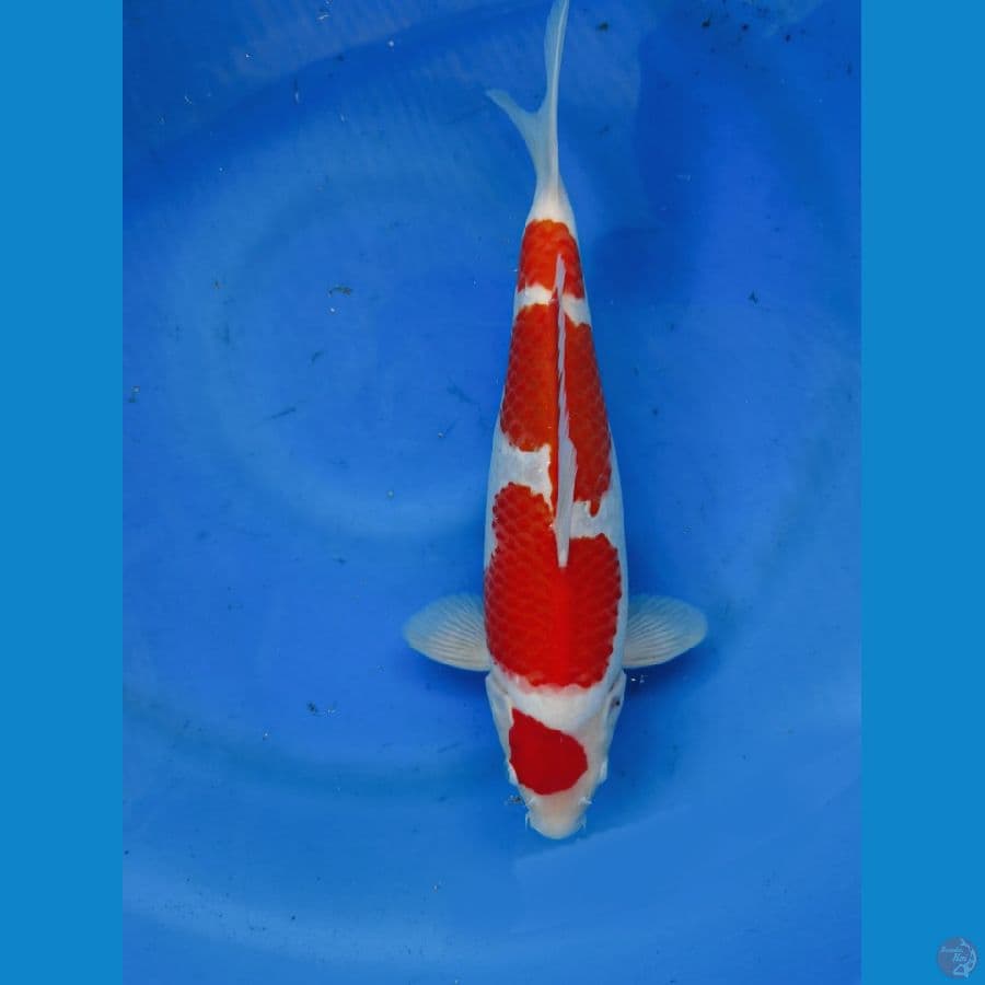 kohaku bulky punuk +-37 cm