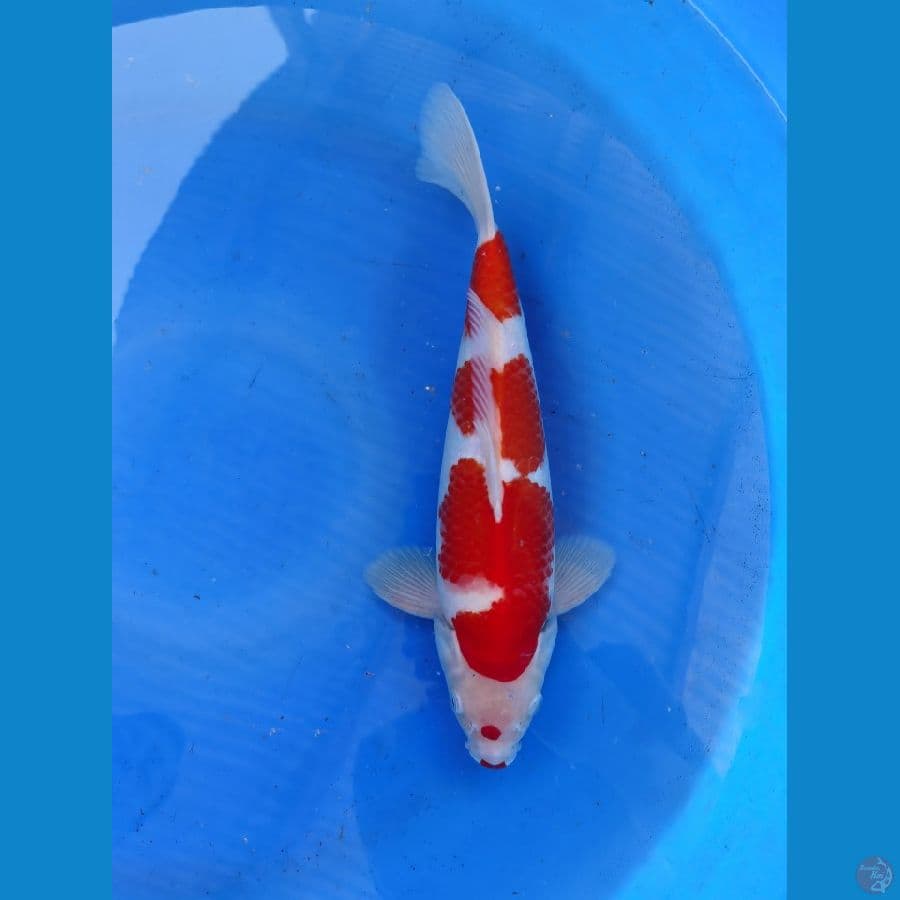 kohaku bulky punuk +-35cm
