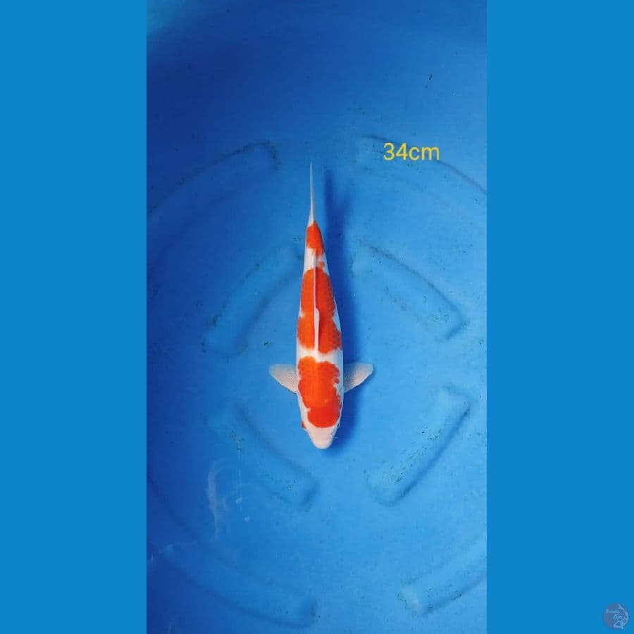 Kohaku 34cm