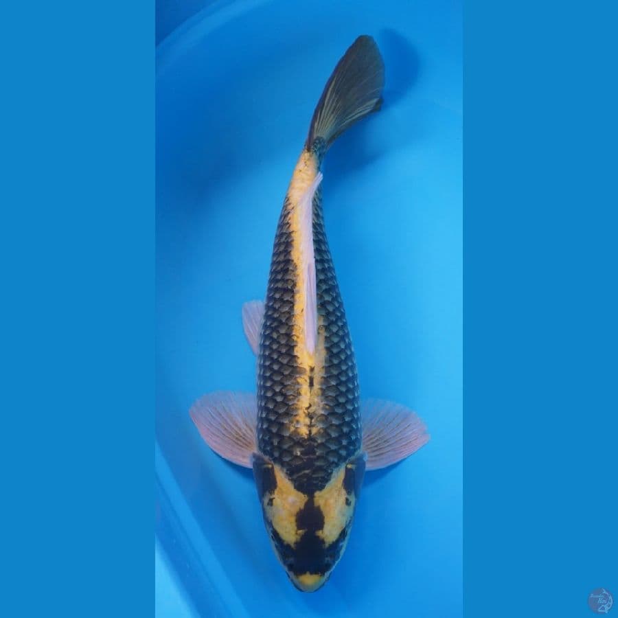KABUTO 49 CM
