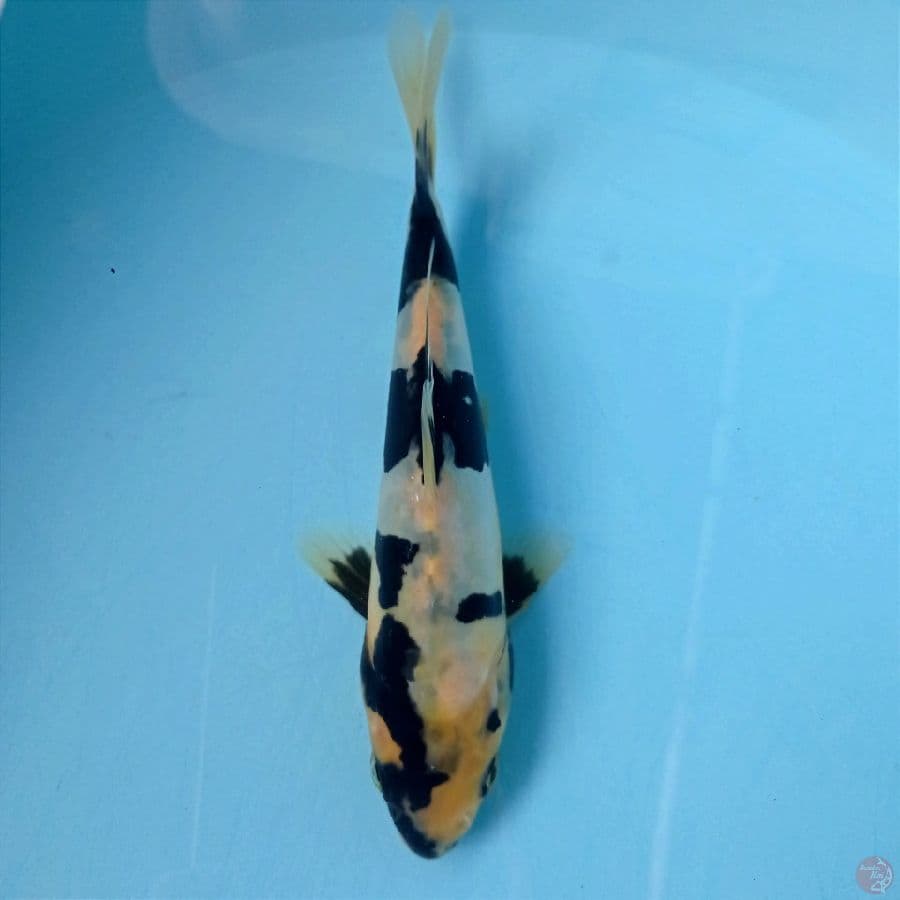 shiro doitsu, 17 cm