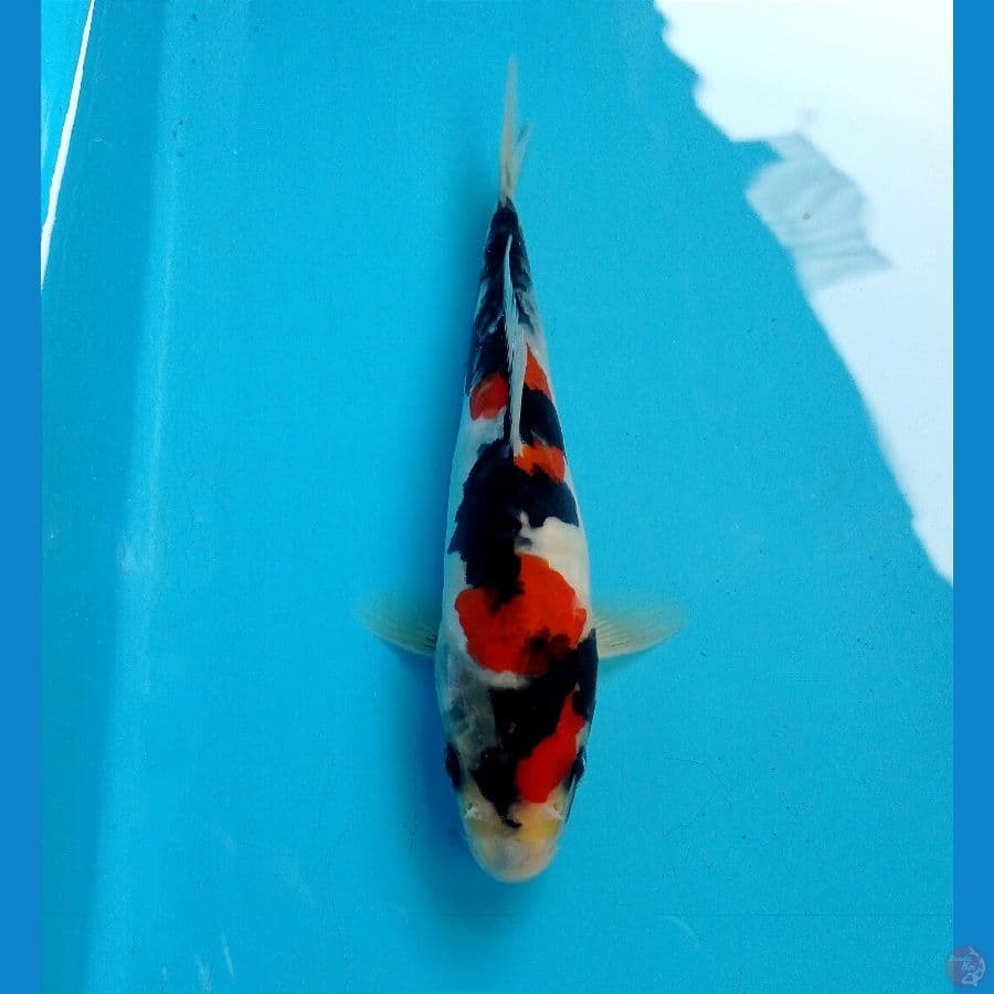 showa 16 cm