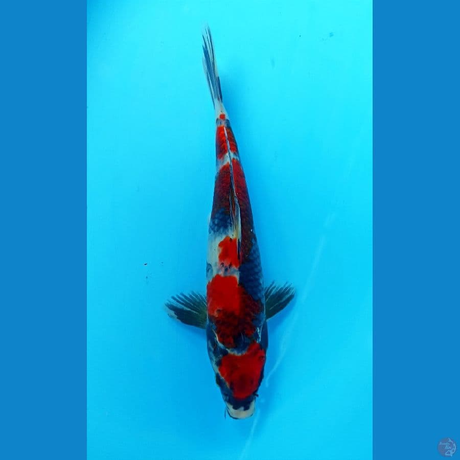 Kin showa 32cm/m