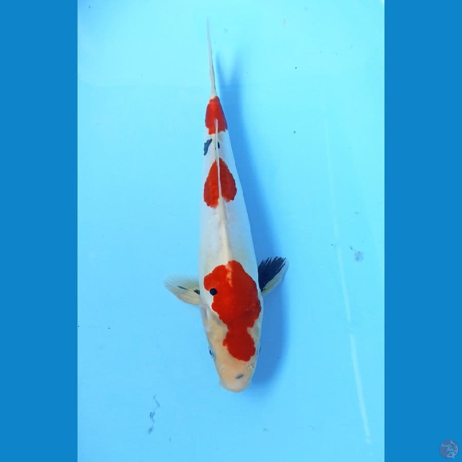Showa doit 32cm/m