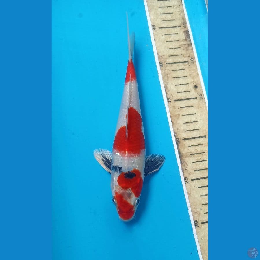 Kin showa 23cm/m