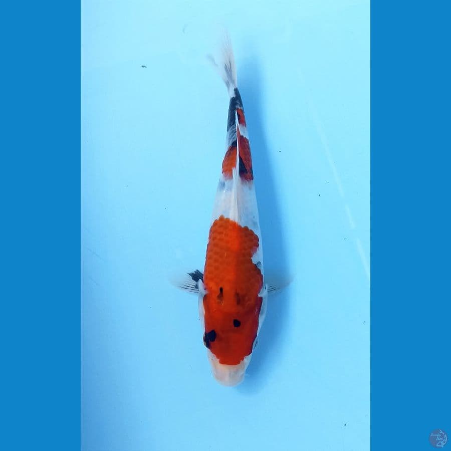 Showa 23cm