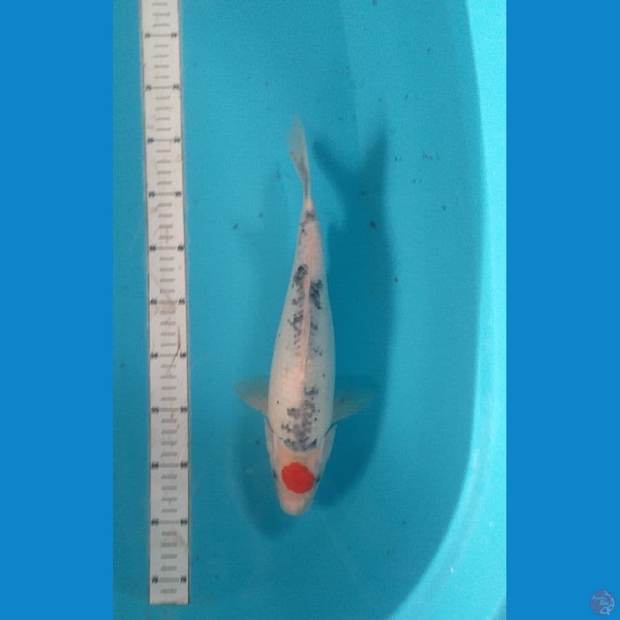 tanco showa 35cm