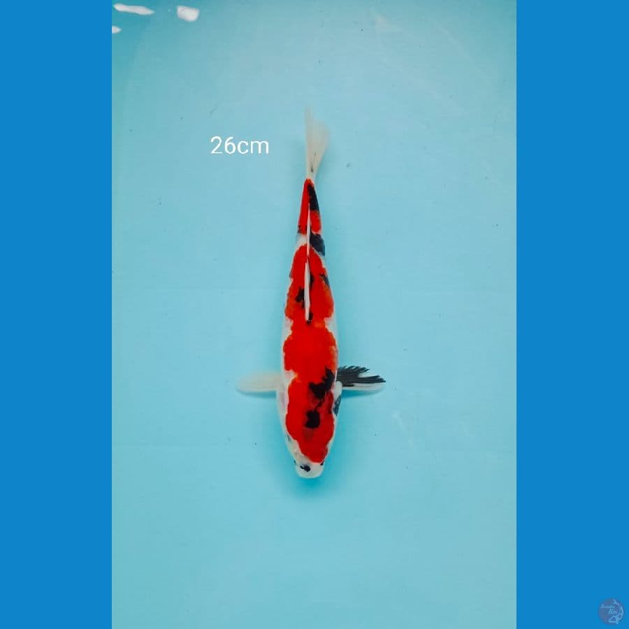 Showa size 26cm