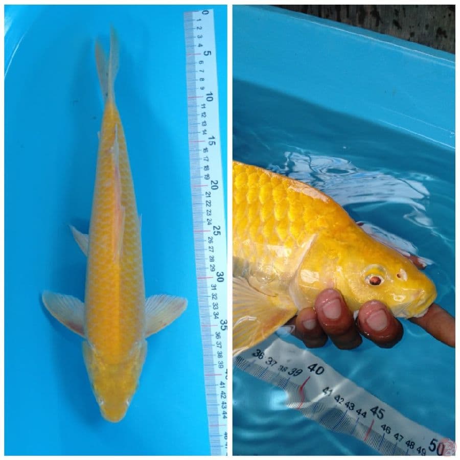 KARASHI LEMON BERPUNUK MATA MERAH 40cm