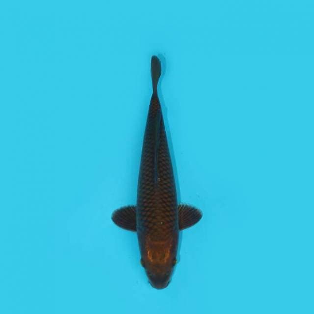 Chagoi 25 cm