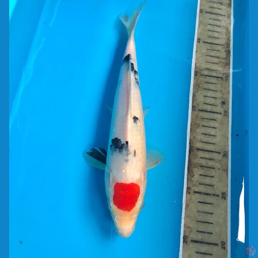 tancho 25cm
