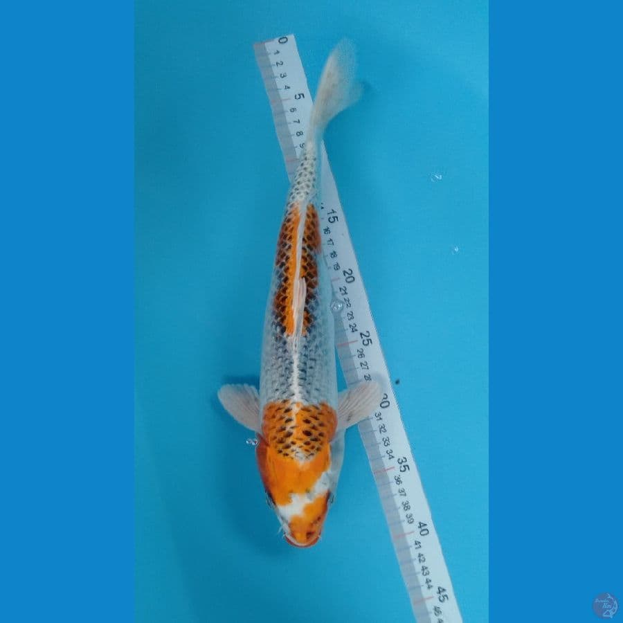 Kujaku 36cm