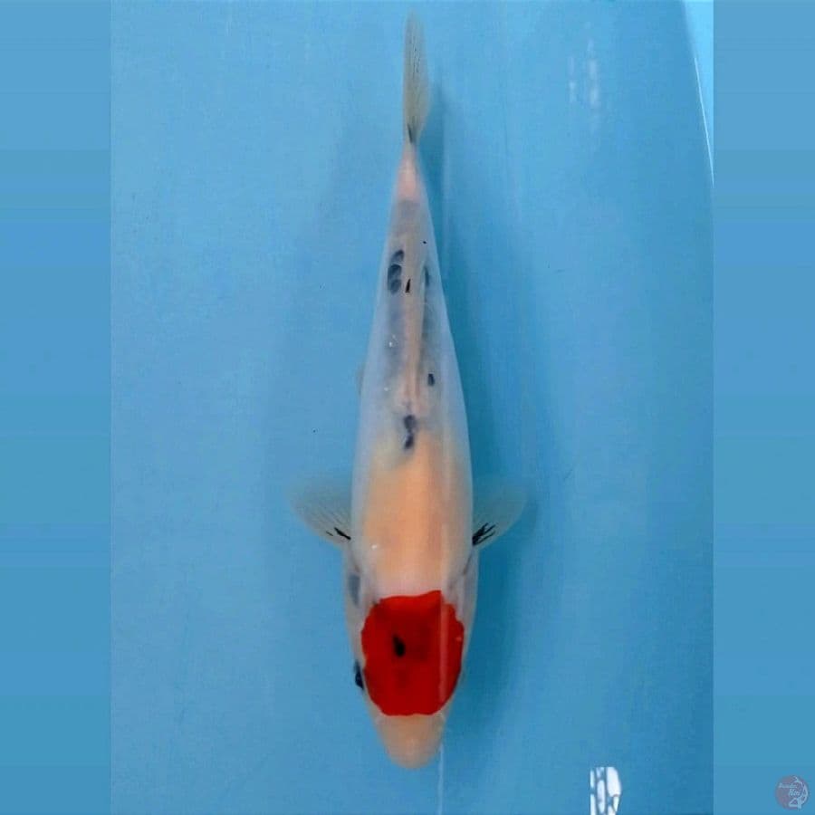 tancho showa doitsu, 27 cm