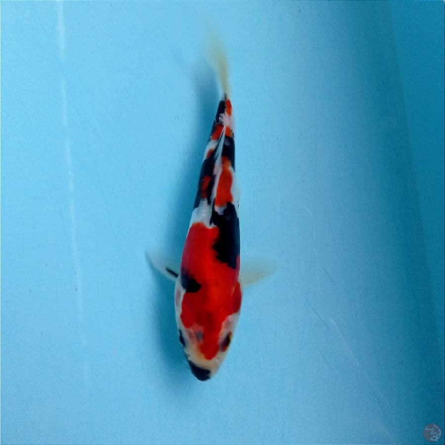 showa doitsu, 15 cm