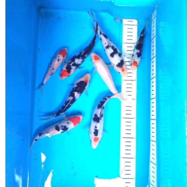 ORIGINAL TANCHO KOHAKU SANKE 8 ekor