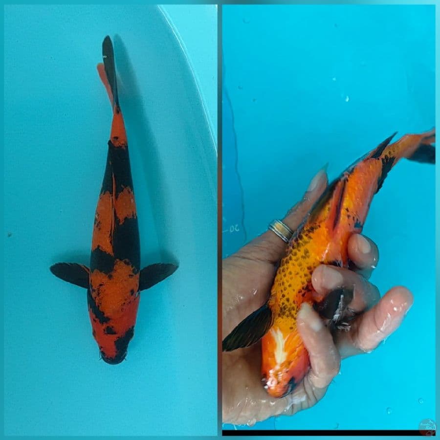 Hi Utsuri 23 cm