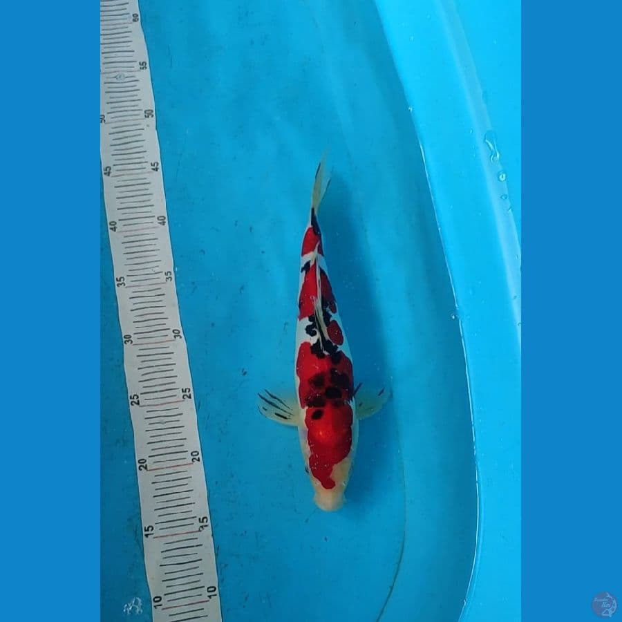 Doitsu SQ 30cm