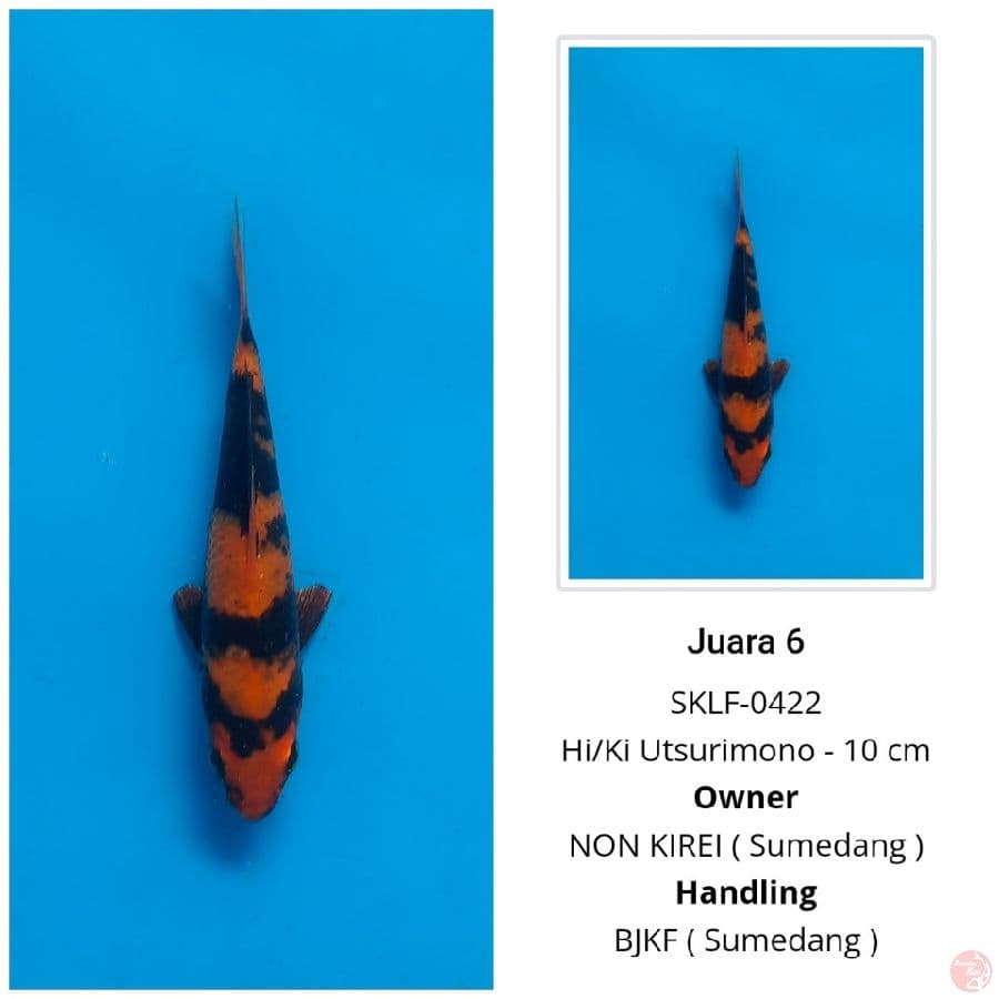 Hi utsuri 11 cm