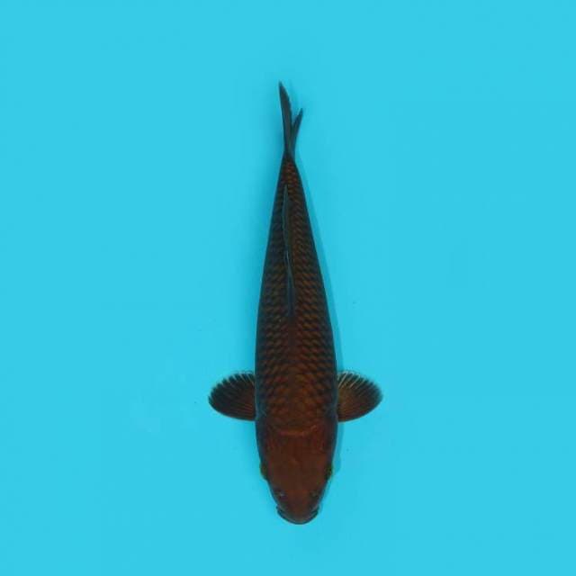Chagoi 26 cm