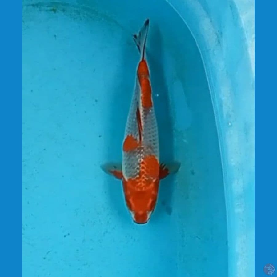 Ochiba 30 cm