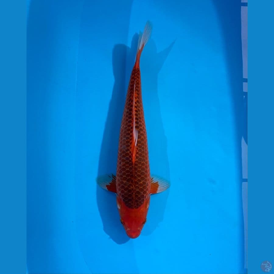 AKA MATSUBA MALE 40CM