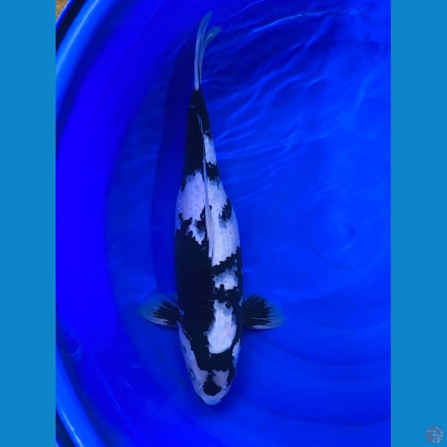 SHIRO SQ FEMALE 52CM