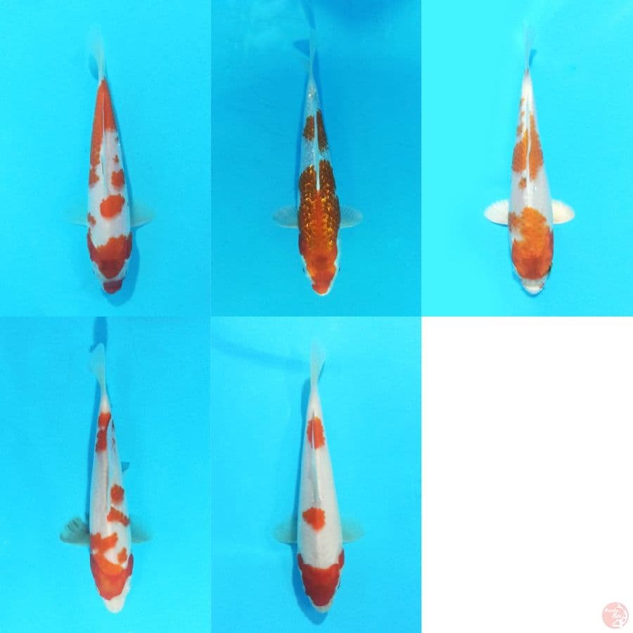 Merah Putih 5 ekor 15-19 cm