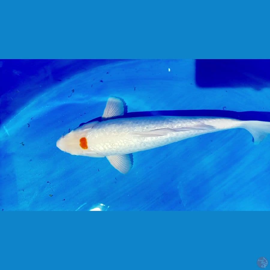 tc ginrin 35 cm